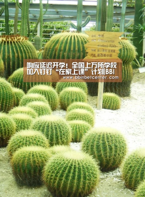 BBIN娱乐城，BBIN捕鱼，BBIN入口，BBIN百家乐
